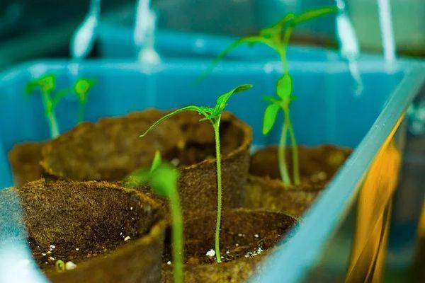 ลักษณะและคำอธิบายของพันธุ์ Kibo F1 กฎสำหรับการปลูกต้นกล้า