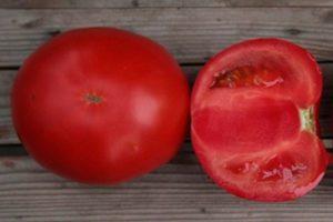 ลักษณะและคำอธิบายของพันธุ์ Kibo F1 กฎสำหรับการปลูกต้นกล้า