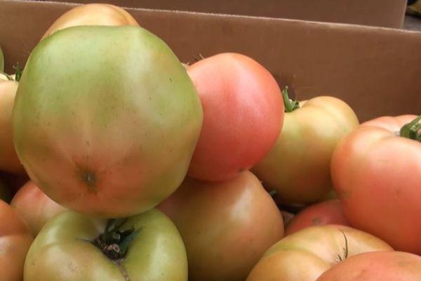 มะเขือเทศคิโบ