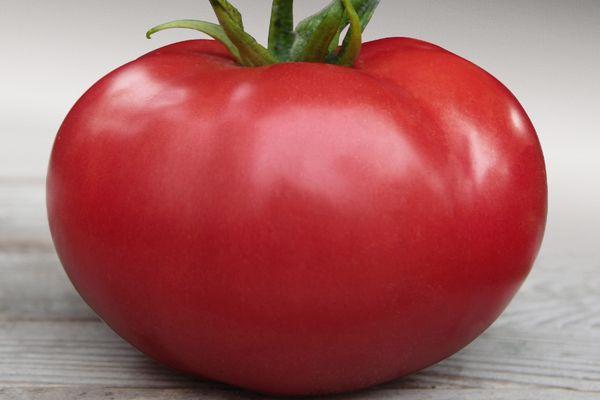 มะเขือเทศคิโบ