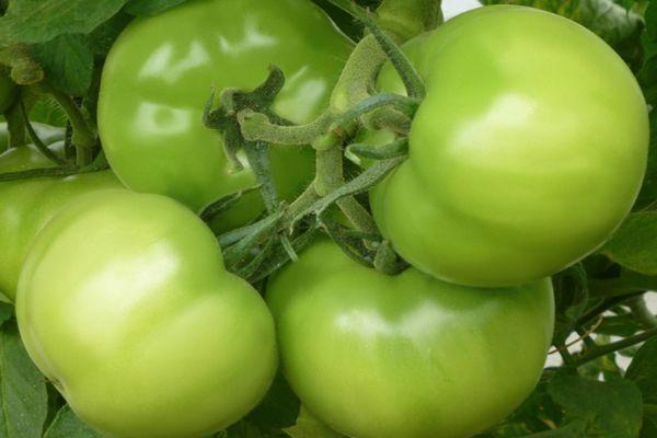 มะเขือเทศคิโบ