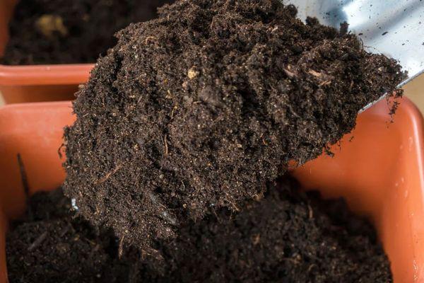 การเตรียมดิน