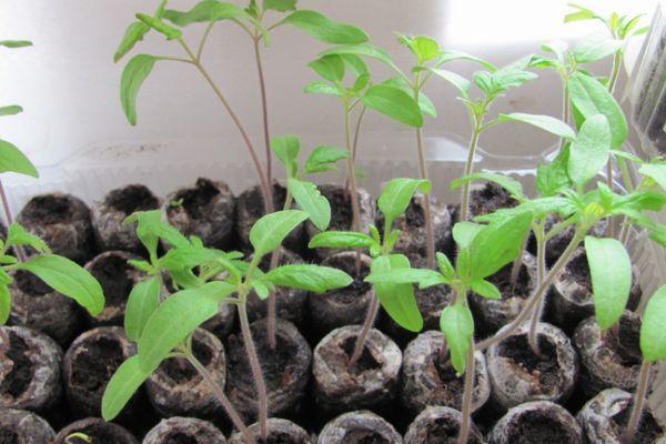 ต้นกล้าในกระถาง