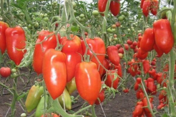 Tomates Cornabelle