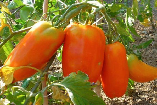 Tomates Cornabelle