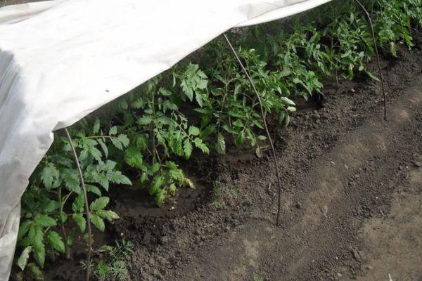 การกำจัดวัชพืชในแปลง