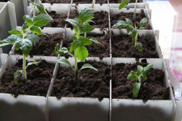 ต้นกล้ามะเขือเทศ