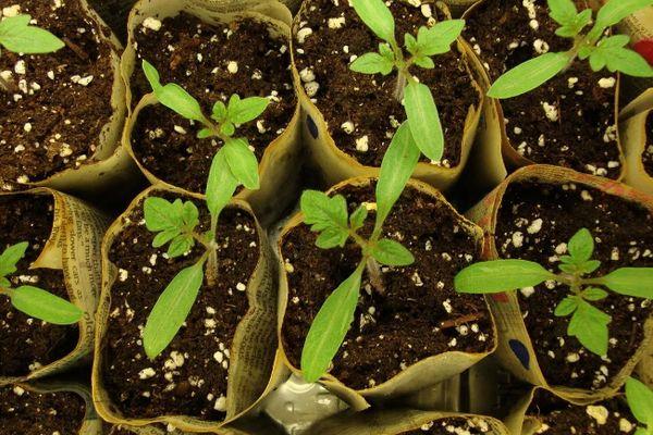 Conteneur avec semis