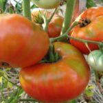 พุ่มไม้ที่มีมะเขือเทศ