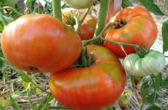 พุ่มไม้ที่มีมะเขือเทศ