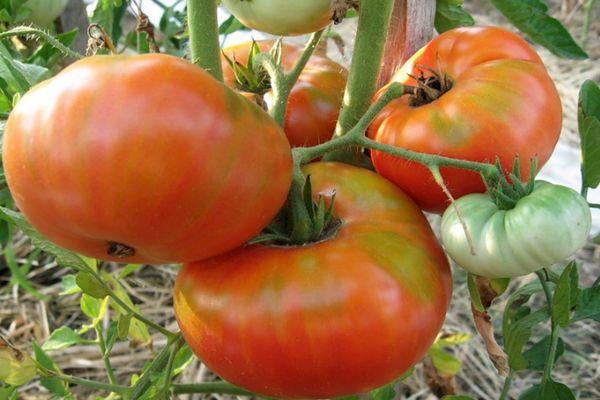 Un buisson avec des tomates