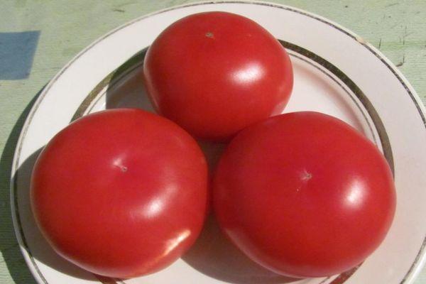 Assiette de tomates