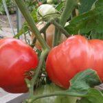 แปรงมะเขือเทศ