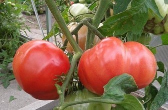 แปรงมะเขือเทศ