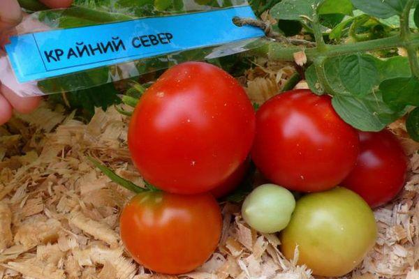 ผลมะเขือเทศ