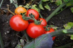 ลักษณะของมะเขือเทศภาคเหนือตอนบนและการเพาะปลูก