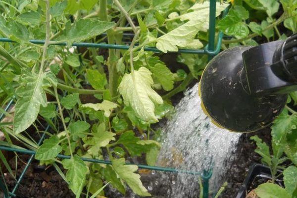 Arroser les tomates