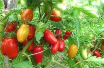 พุ่มไม้ที่มีมะเขือเทศ