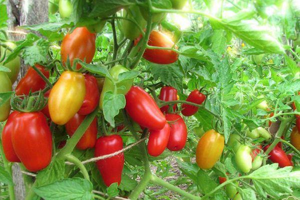 Un buisson avec des tomates