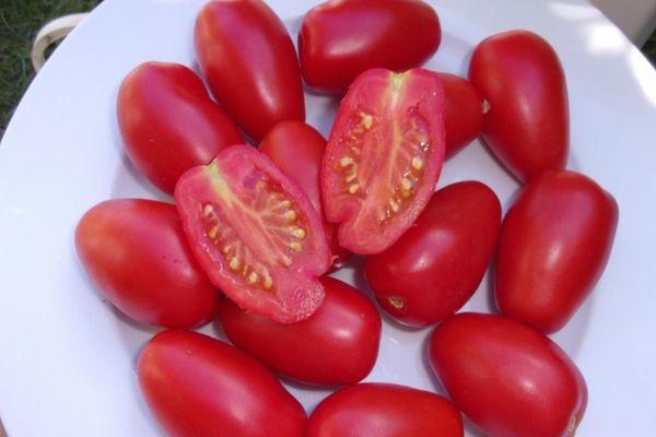 Fruits de tomate