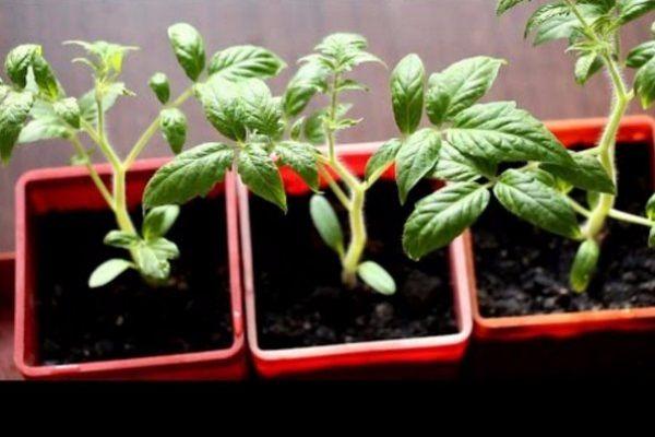 plants de tomates