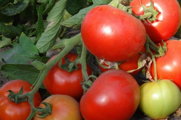 พุ่มไม้ที่มีมะเขือเทศ