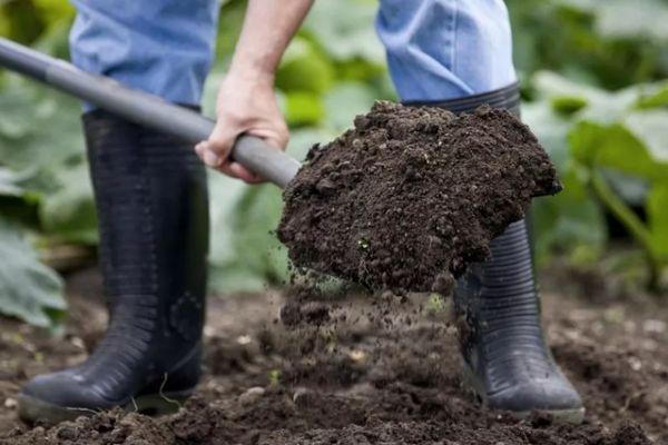 การเตรียมดิน