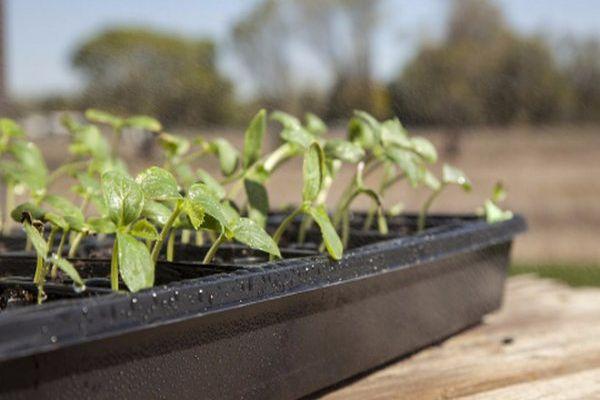 Conteneur avec semis