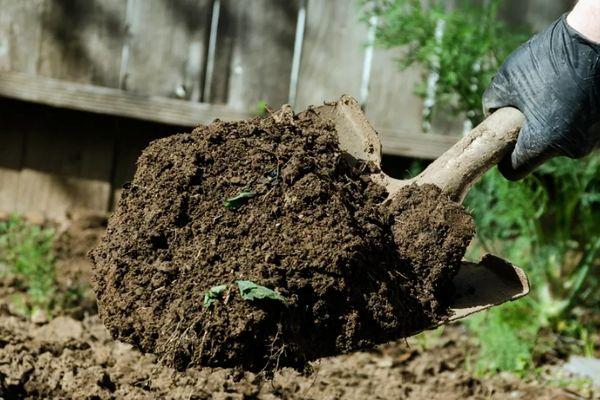 การเตรียมดิน