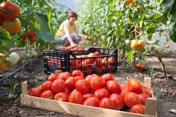 การเก็บเกี่ยวมะเขือเทศ