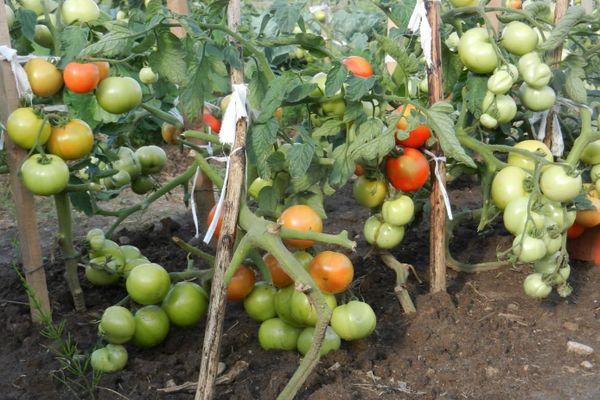 มะเขือเทศมัด