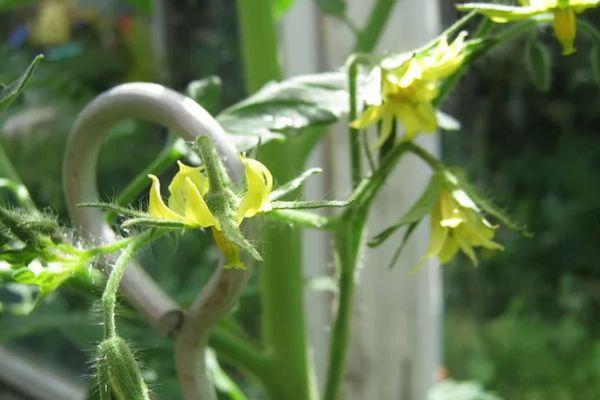 Fleurs de tomates