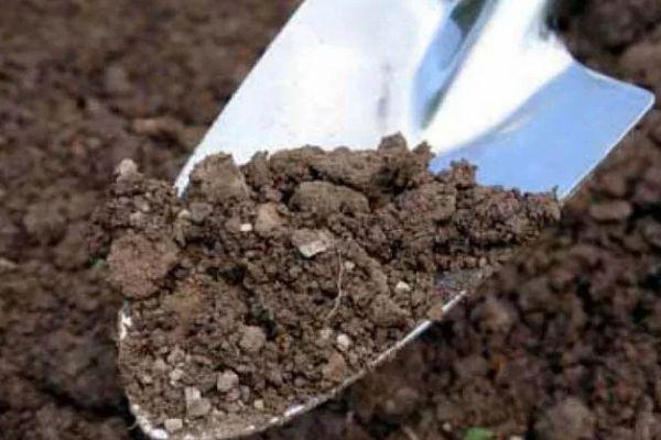 Terreau pour tomates