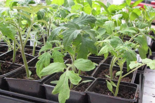 plants de tomates