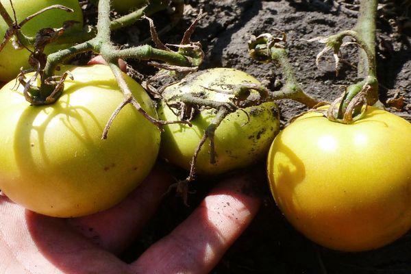 tomates jaunes