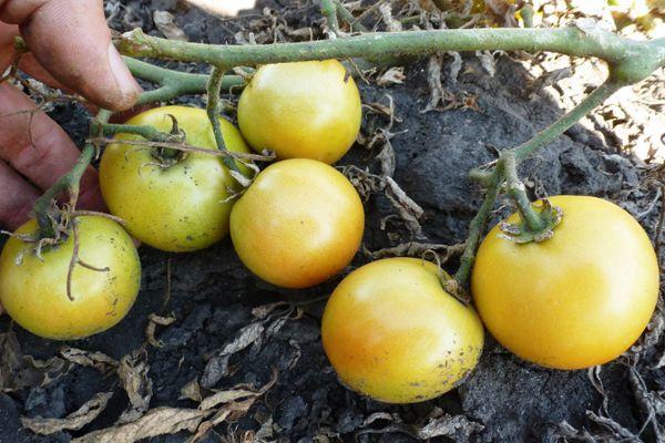 Cultiver des tomates