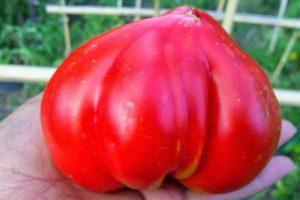 Description de la tomate préférée des fêtes et règles de culture des semis