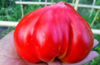 มะเขือเทศลูกใหญ่