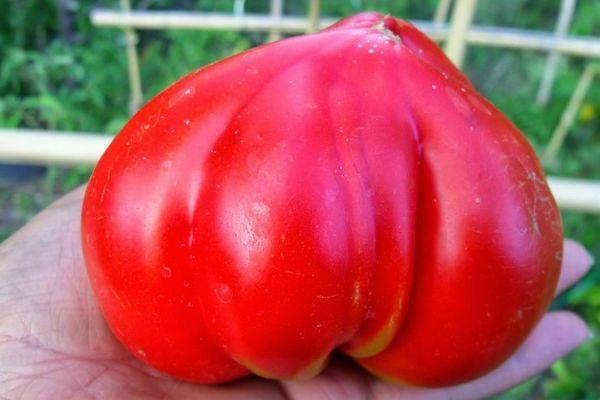 Grosse tomate