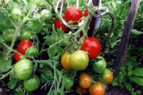 Cultiver des tomates