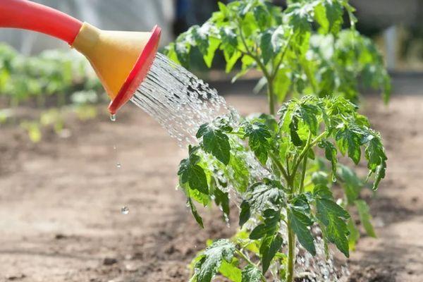 การรดน้ำมะเขือเทศ