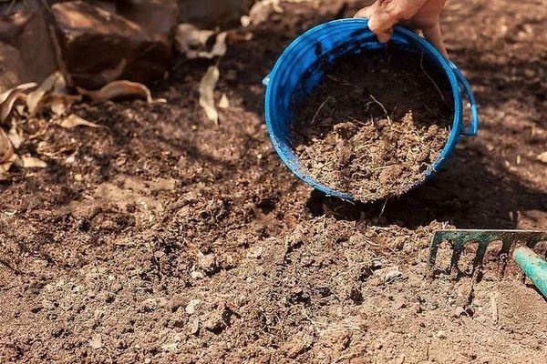 ดินสำหรับปลูก