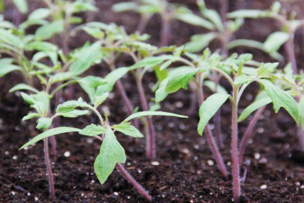 ต้นกล้ามะเขือเทศ