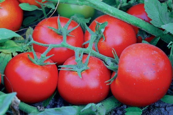 มะเขือเทศสุก