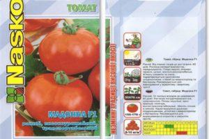 รายละเอียดของมะเขือเทศมาดอนน่า F1 และเคล็ดลับในการปลูกโดยใช้ต้นกล้า