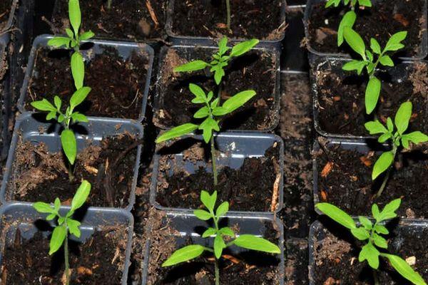 ต้นกล้ามะเขือเทศ