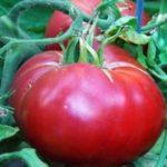 มะเขือเทศสีชมพู