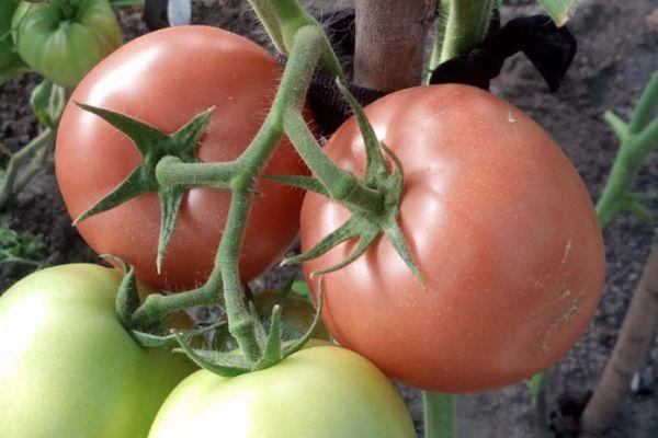 กิ่งพันธุ์มะเขือเทศ