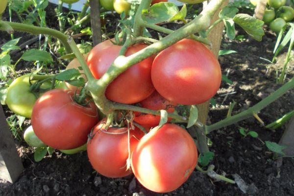 กิ่งพันธุ์มะเขือเทศ