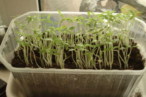 ต้นกล้ามะเขือเทศ